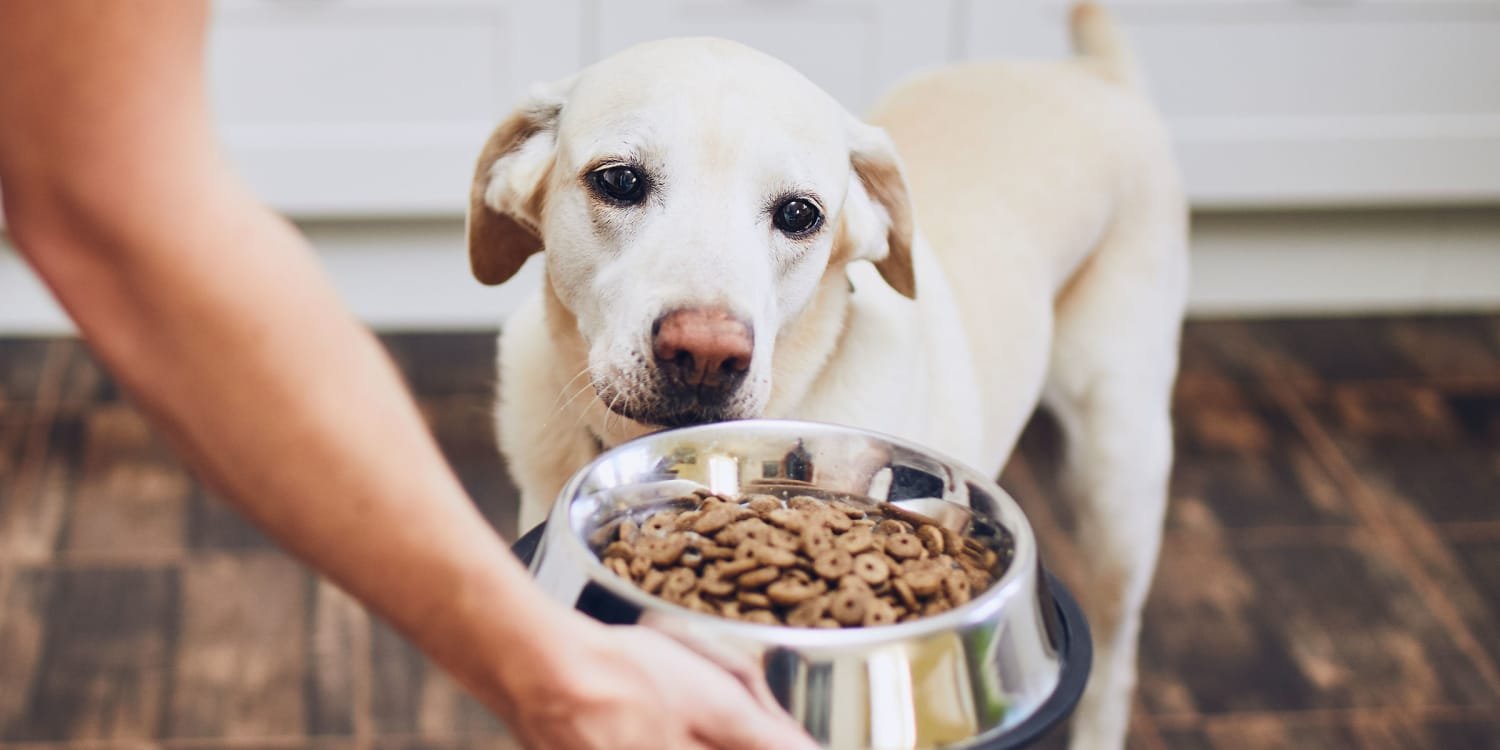 Best grain-free dog food for Labrador retrievers