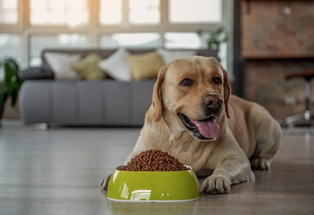 Top Dog Food Recipes for Your Labrador