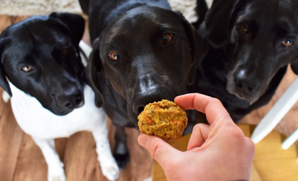 homemade dog treats for your Labrador