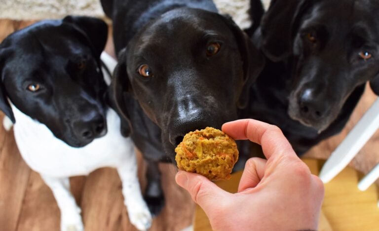 homemade dog treats for your Labrador