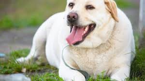 The Fat Labrador Weight Loss Diary