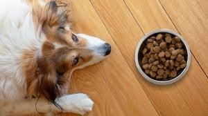 Best Dog Food Brands for Pups with ...