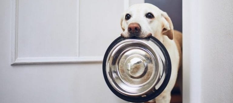 Top Dog Food Recipes for Your Labrador