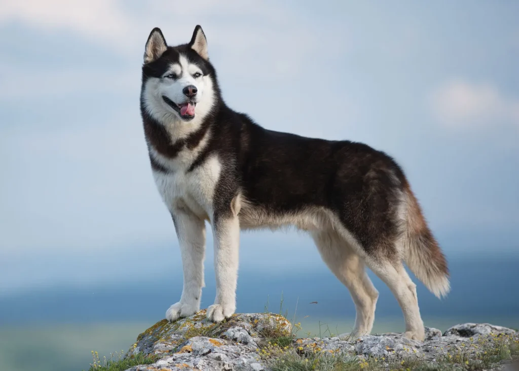 how long do husky dogs live