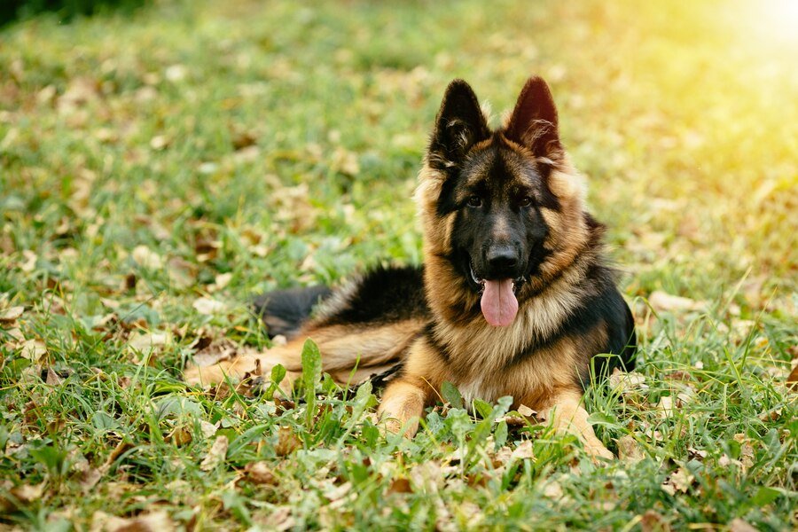 German Shepherd Mix Breeds